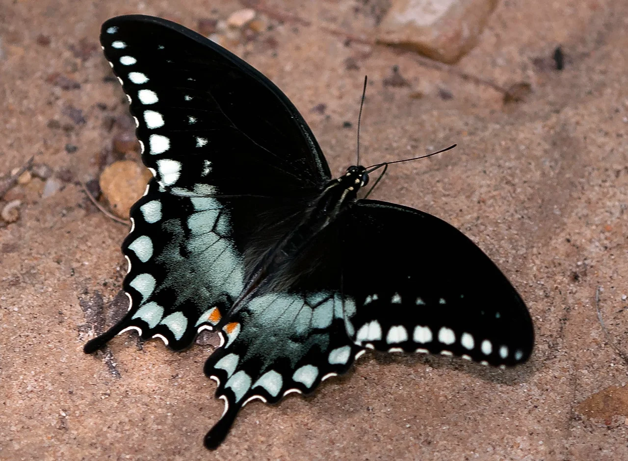 Spicebush Swallowtail